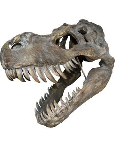 Tyrannosaurus Rex Skjeletthode - 51 cm Figur med Veggfeste