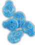 2 kg Candycrave Vegan Fizzy Blue Skulls - Stor Pose med Sure Blå Vingummihodeskaller