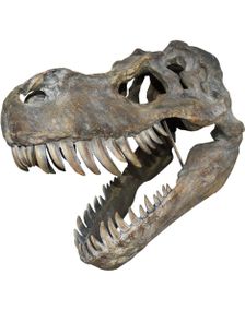 Tyrannosaurus Rex Skjeletthode - 51 cm Figur med Veggfeste