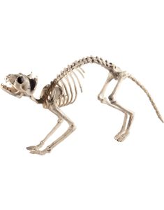 Pusekatt Skjelett 60x12 cm