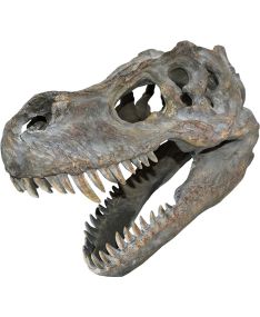 Tyrannosaurus Rex Skjeletthode - 39 cm Figur med Veggfeste