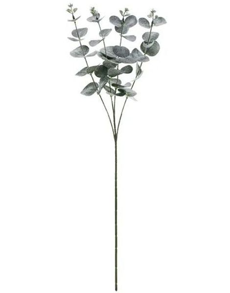 Eukalyptusgren 60 cm