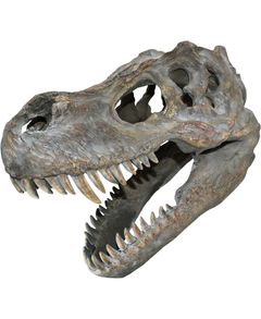 Tyrannosaurus Rex Skjeletthode - 39 cm Figur med Veggfeste